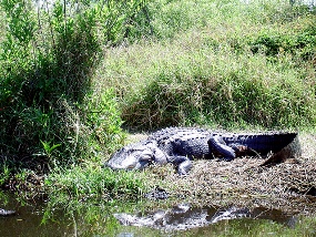 boggy-creek-alligator-nest-orlando