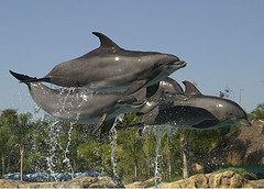 dolphins-discovery-cove-orlando-florida