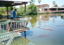 gatorland-orlando-alligators