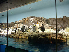 penguin-encounter-seaworld-orlando-florida